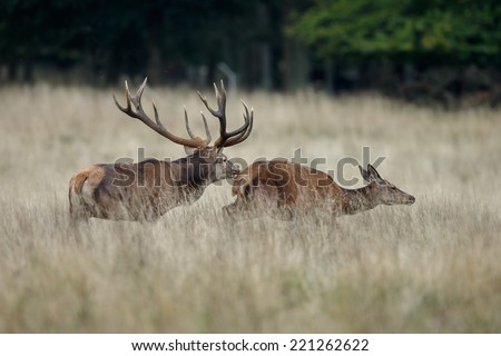 Red deer male chases a female during mating season