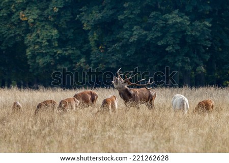 Red deer male roars near his females