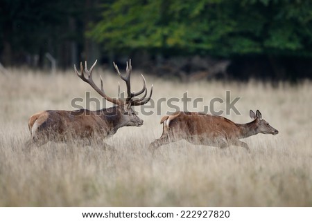 Red deer male chasing a female in mating season