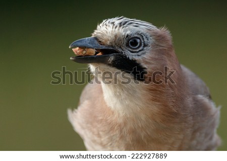Jay bird portrait