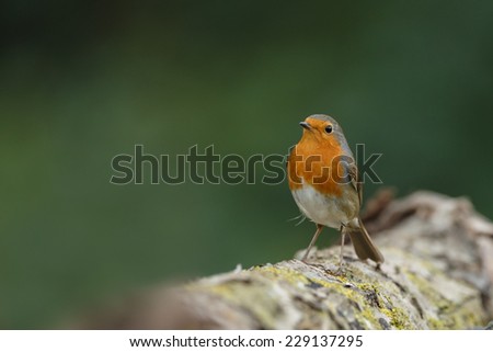 European robin bird on a twig