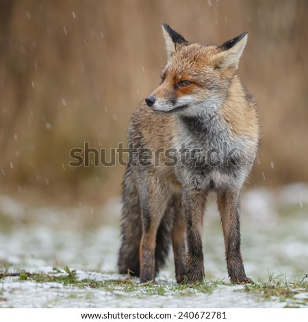 Snow is falling on the red fox