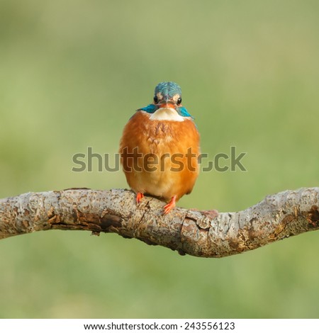 Kingfisher in a frontal shot