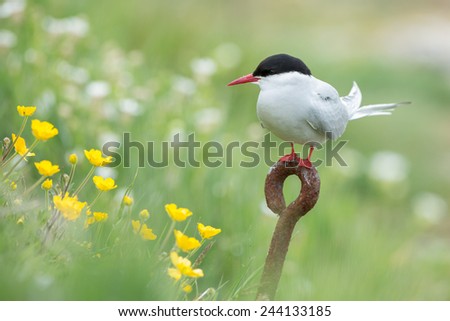 Common Tern, arctic tern on rusty iron