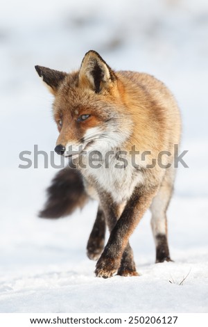 Red fox walking through the fresh snow