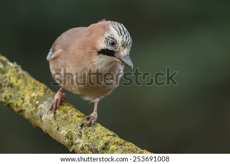 Jay bird on a twig