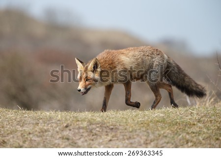 Red fox in the dutch dunes with a soft focus