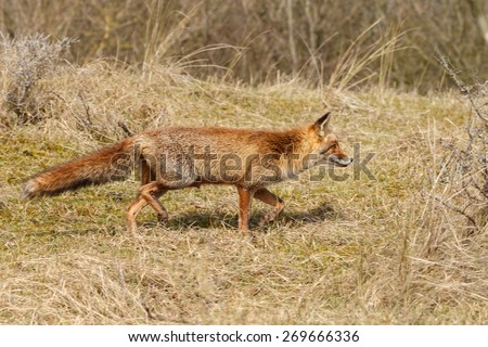 Red fox on the hunt