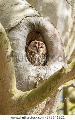 The tawny owl or brown owl (Strix aluco) in a tree hole