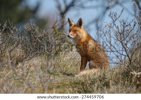 Red fox and a blue sky in the background