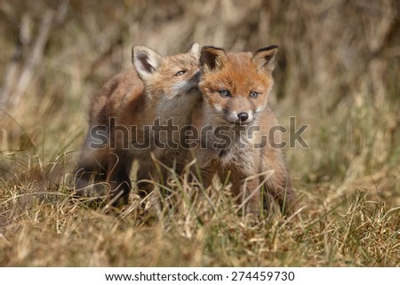 Two red fox cubs cuddling