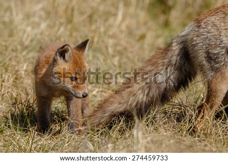 Red Fox cub near his tail of his mother.