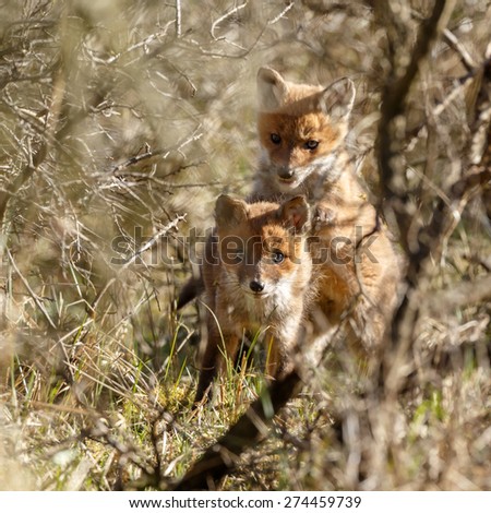 New born red fox cub playing