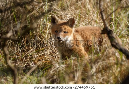 New born red fox cub