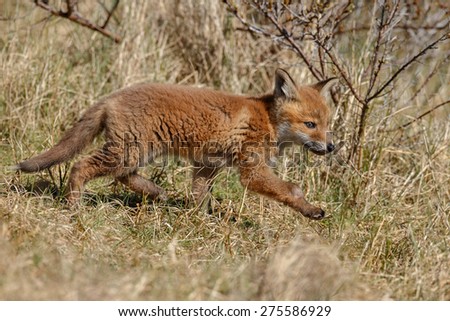 Red fox cub on the move