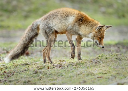 Red fox in nature