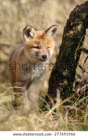 Red fox new born cub