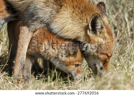 Red fox mother and her new born cub