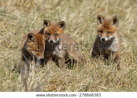 Three red fox cubs