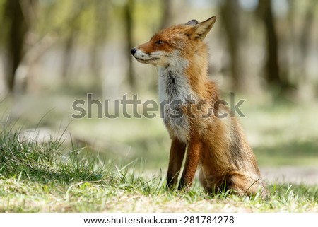 Red fox standing in nature