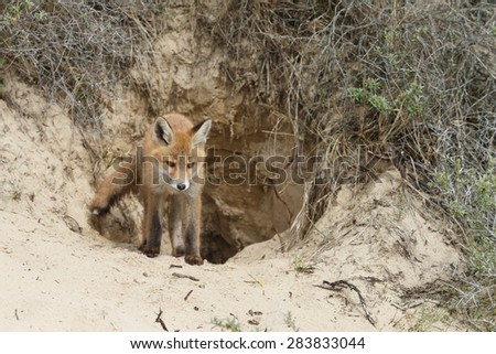 Red fox cub in front of the fox den entrance