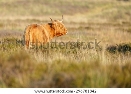 Highland Cow in a Dutch landscape