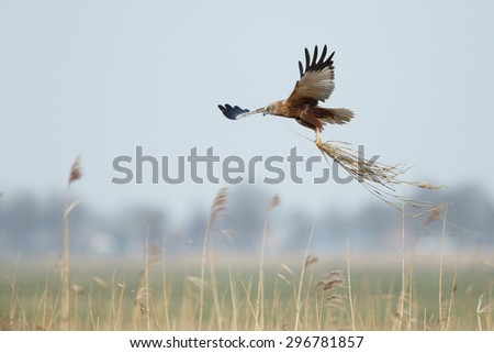 The western marsh harrier (Circus aeruginosus) in flight during mating season