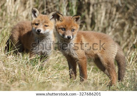 Two new born red fox cubs