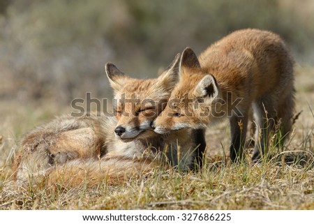 Red fox cub cuddles mother fox