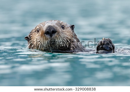 Sea otter close up