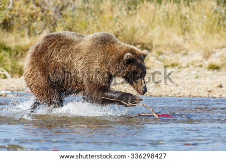 brown bear chasing and eating sockeye salmon at Katmai National Park Alaska