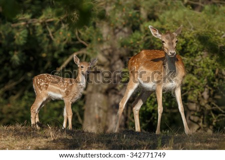 Fallow deer female and her calf