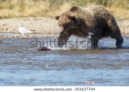 Brown bear at Katmai Alaska eating,chasing sockeye salmon