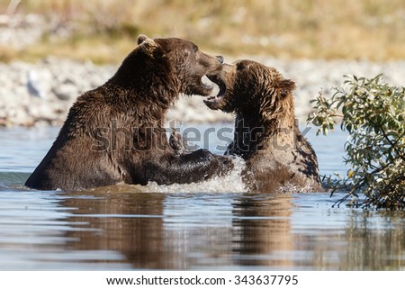 Brown bear at Katmai Alaska fighting.