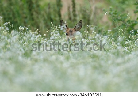 Roe deer stands in a field white radish