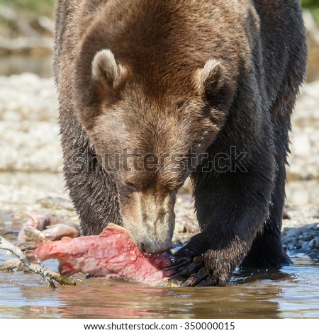 Brown bear eating a sockeye salmon