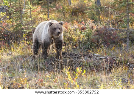 Grizzly bear in a autumn setting