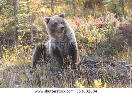 Grizzly bear in a autumn setting