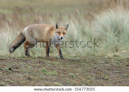 Red fox in nature in drizzle