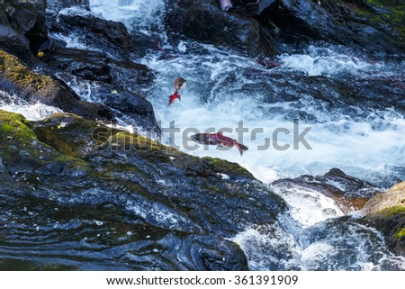 Jumping Salmon in a river