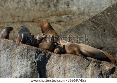 Stellar sea lion on rock