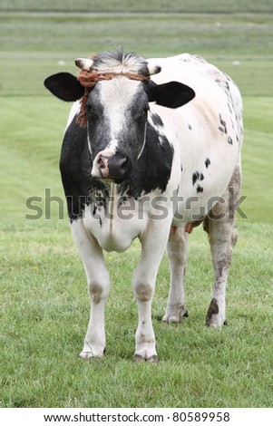 Cow With Horns