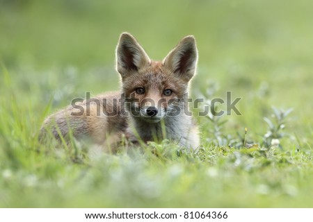 Red fox looks alert