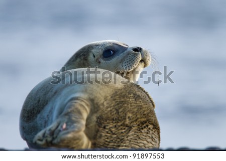 Seal animal on on the shore side