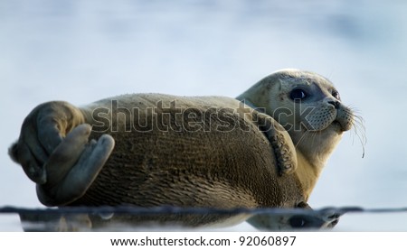 Grey Seal ( sea lion ) animal (Phoca vitulina ) on the shore side