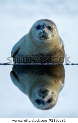 Grey Seal animal ( sea lion) (Phoca vitulina ) on the shore side with a reflection