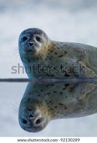 Grey Seal  animal (Phoca vitulina) on the shore side with a reflection