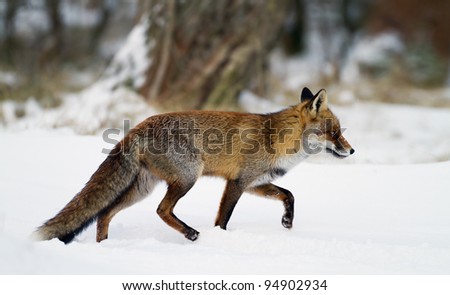 Red fox walks trough the snow