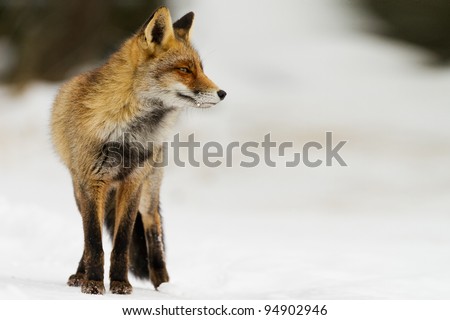 Red fox standing in the snow