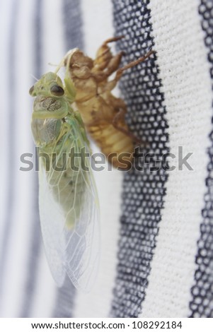 Newly emerged cicada just come from its hard shell and drying wings